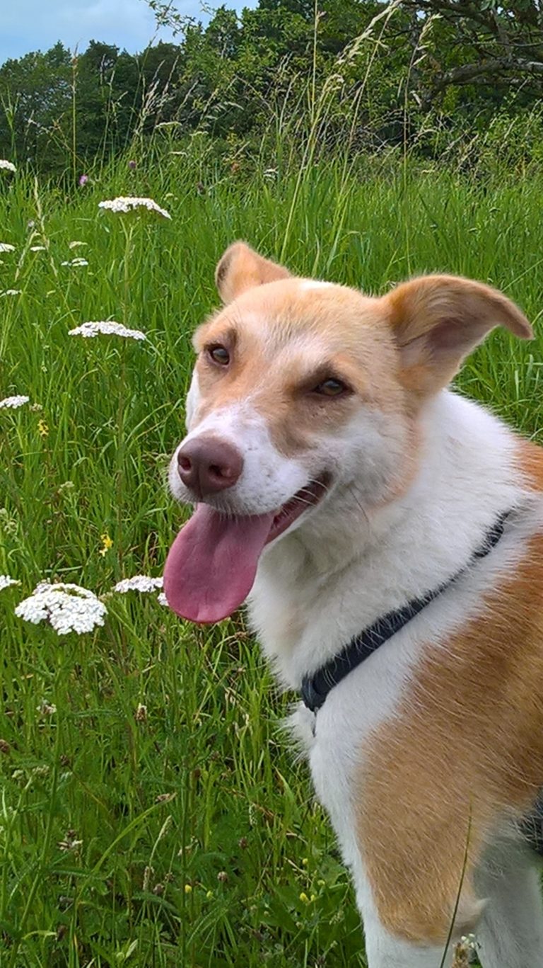 Bezaubernde Lotta sucht Mensch mit Hund Tierschutzverein