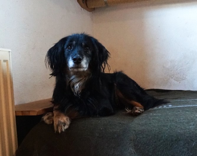 Vermittlungshilfe Tobias Tierschutzverein Tauberbischofsheim und