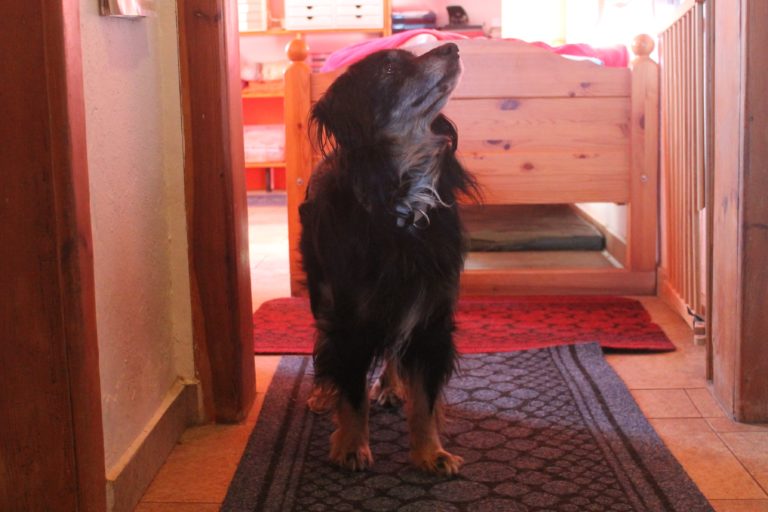 Vermittlungshilfe Tobias Tierschutzverein Tauberbischofsheim und