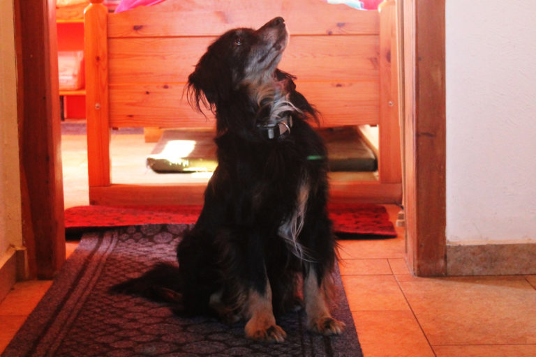 Vermittlungshilfe Tobias Tierschutzverein Tauberbischofsheim und