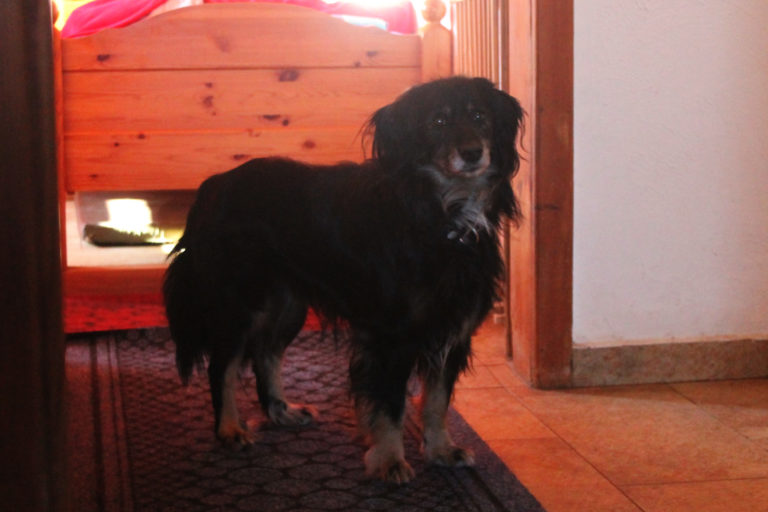 Vermittlungshilfe Tobias Tierschutzverein Tauberbischofsheim und